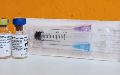 Wichtige Informationen zu Impfungen für Hunde