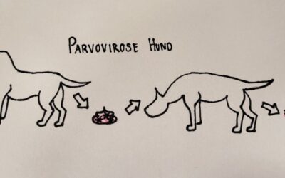 Parvovirose beim Hund