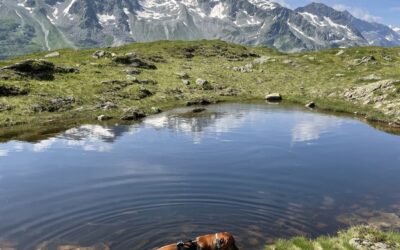 Leptospirose beim Hund