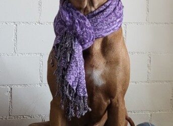 Zwingerhusten beim Hund