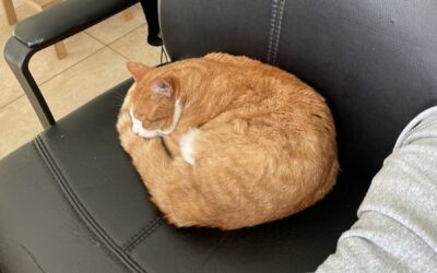 Katzen Impfungen