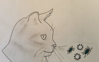 Katzenschnupfen