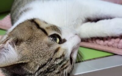 Kastration Kater