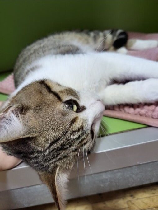 Kastration Kater