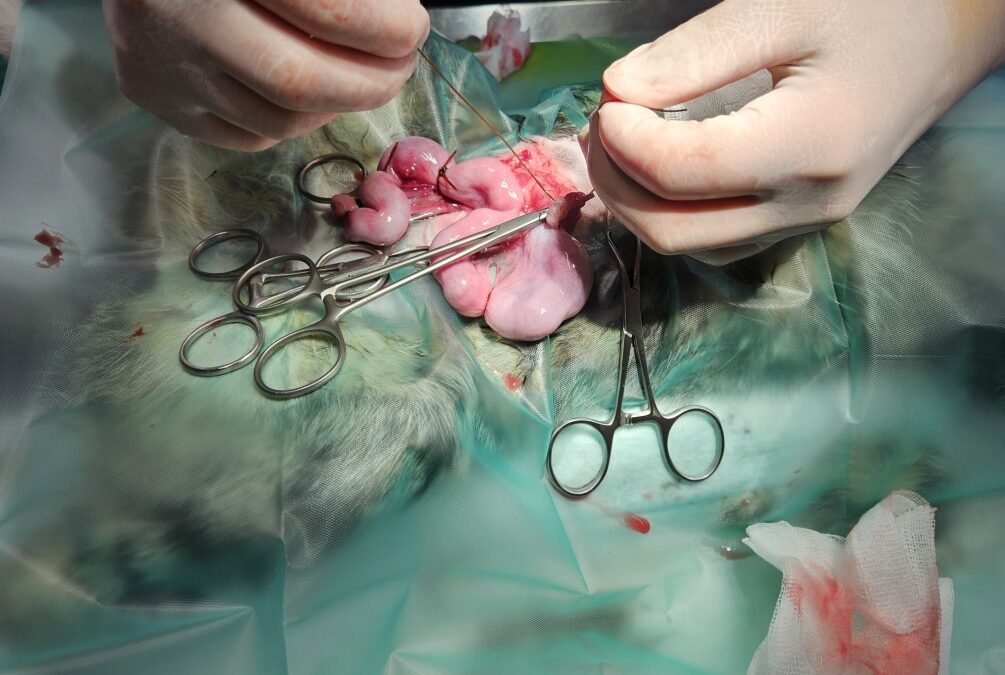 Pyometra / Gebärmuttervereiterung