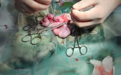 Pyometra / Gebärmuttervereiterung